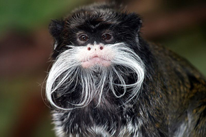 tamarin